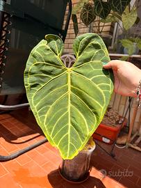 Anthurium regale
