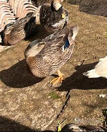 Germani reali germano reale