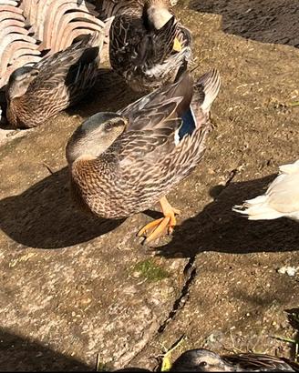 Germani reali germano reale