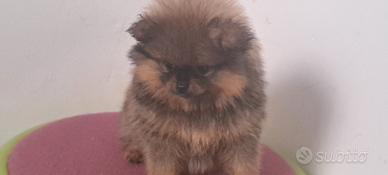 Spitz di pomerania