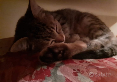 Gatto di 8 mesi