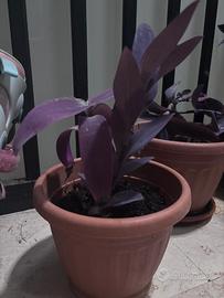 Tradescantia