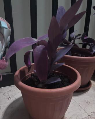 Tradescantia