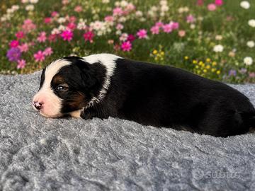 Cucciola pastore australiano