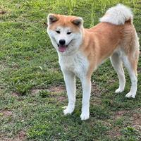 Cessione femmine adulte