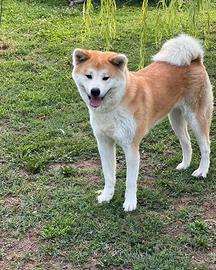 Cessione femmine adulte