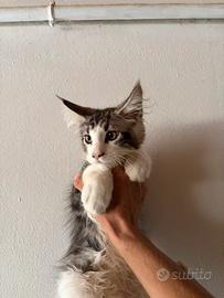 Maine coon