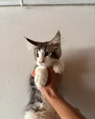 Maine coon