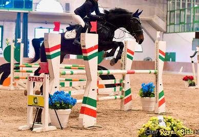 Cavallo Salto Ostacoli - Brevetto e Primo Grado