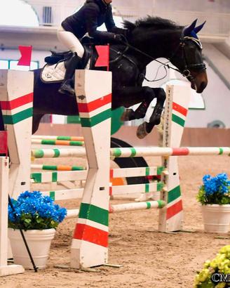 Cavallo Salto Ostacoli - Brevetto e Primo Grado