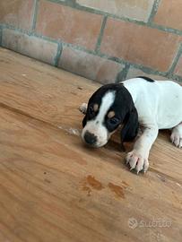 Cuccioli di ariegeois