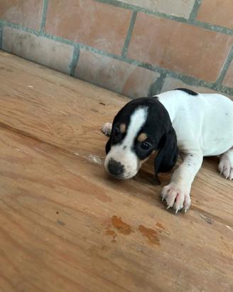 Cuccioli di ariegeois