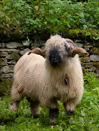 Montone naso nero del vallese