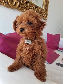 Barboncino Mini Toy per monta