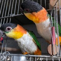 Due coppie di cachi, testa nera