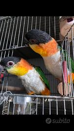 Due coppie di cachi, testa nera