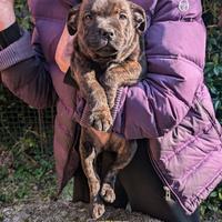 Bel cucciolo Staffy Staffordshire Bull Terrier