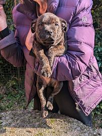 Bel cucciolo Staffy Staffordshire Bull Terrier