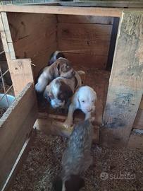 Cuccioli di spinone italiano