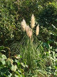 Erba della pampas