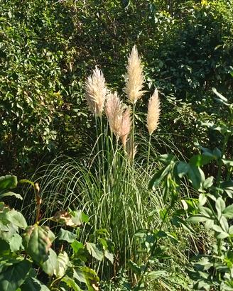 Erba della pampas