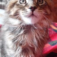 Maine coon