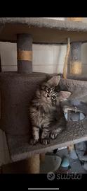 Maine coon cucciola