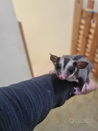 Petauri dello zucchero