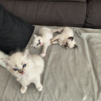Ragdoll cucciolo