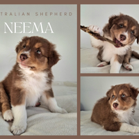 Cuccioli Pastore Australiano