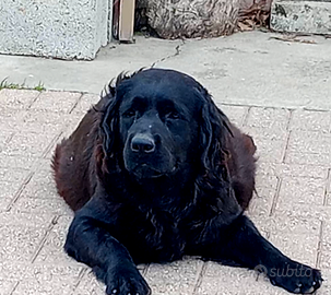 Cuccioli di Labrador