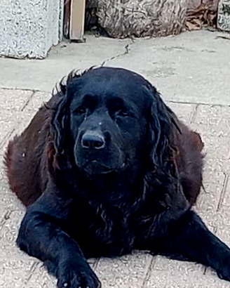 Cuccioli di Labrador