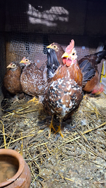 Chiccinelli millefiori