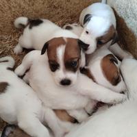 Cuccioli Jack Russell con PEDIGREE
