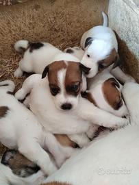 Cuccioli Jack Russell con PEDIGREE