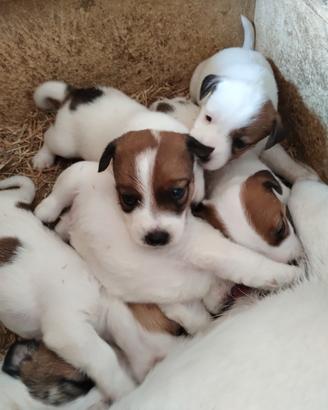 Cuccioli Jack Russell con PEDIGREE