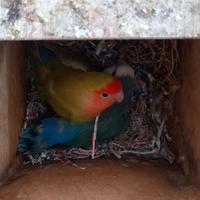 Inseparabili agapornis