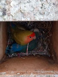 Inseparabili agapornis