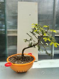 Pre bonsai Abete yamadori