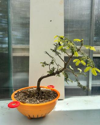 Pre bonsai Abete yamadori