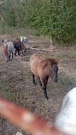 puledrino di pony mini shetland maschio 