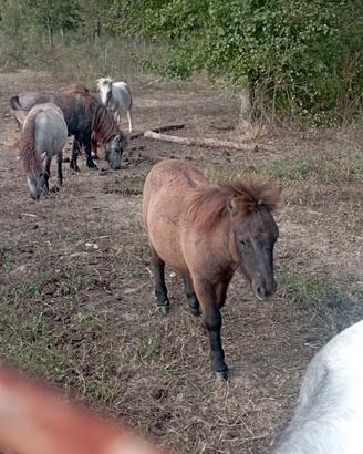 puledrino di pony mini shetland maschio 