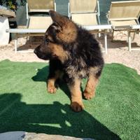 Cuccioli di Pastore Tedesco