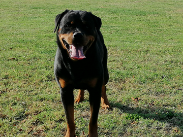 Femmina di Rottweiler