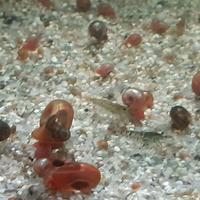 Planorbarius per guppy femmine