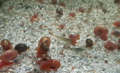 Planorbarius per guppy femmine