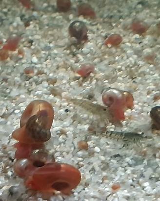 Planorbarius per guppy femmine