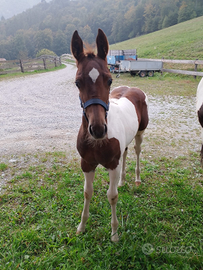 Puledro paint horse