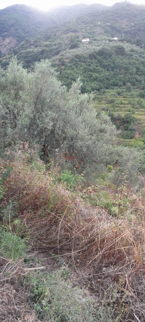 Terreno agricolo - View 3