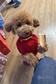 Cucciolo di barboncino Nano